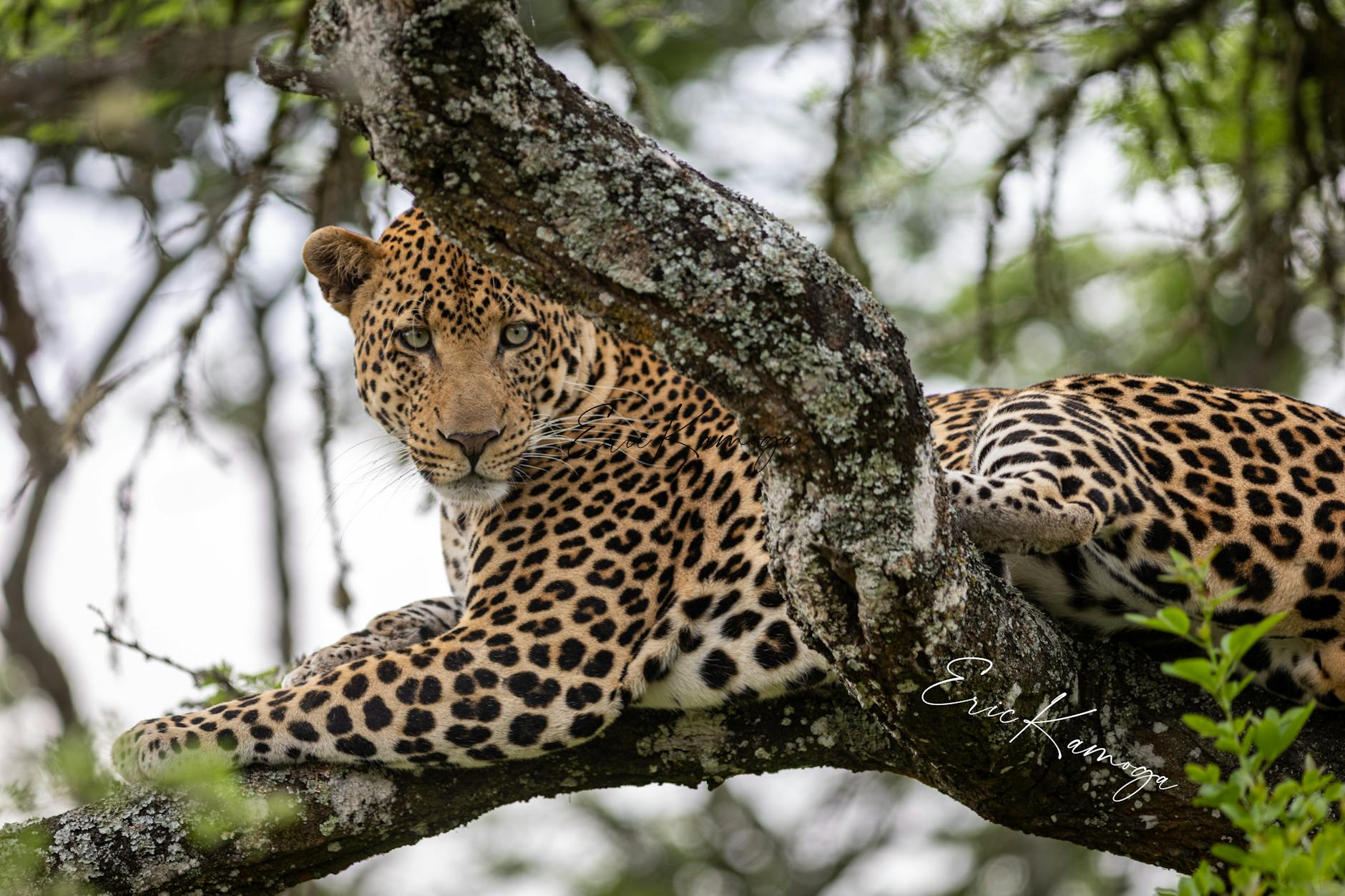 Choosing The Perfect Safari: Yala Or Udawalawe In Sri Lanka