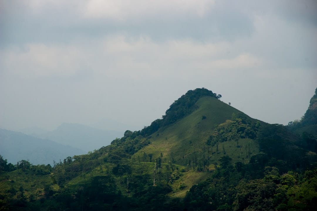 a green mountain with trees