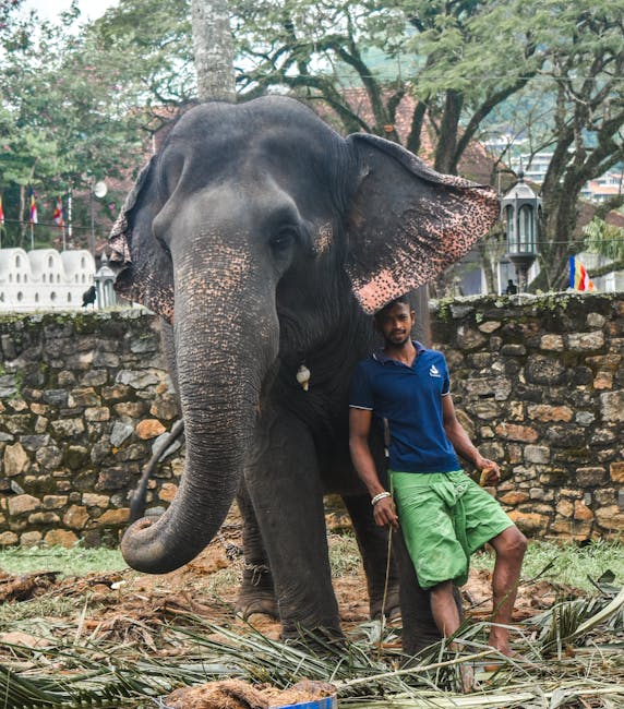 Elephant with caretaker in Kandy showcasing Sri Lankan culture