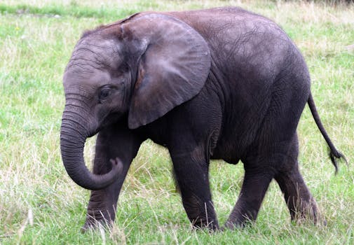 Elephant herd at river
