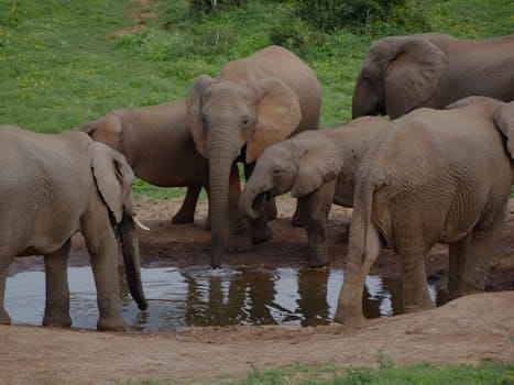 A herd of elephants gathered around a waterhole - Minneriya elephant gathering