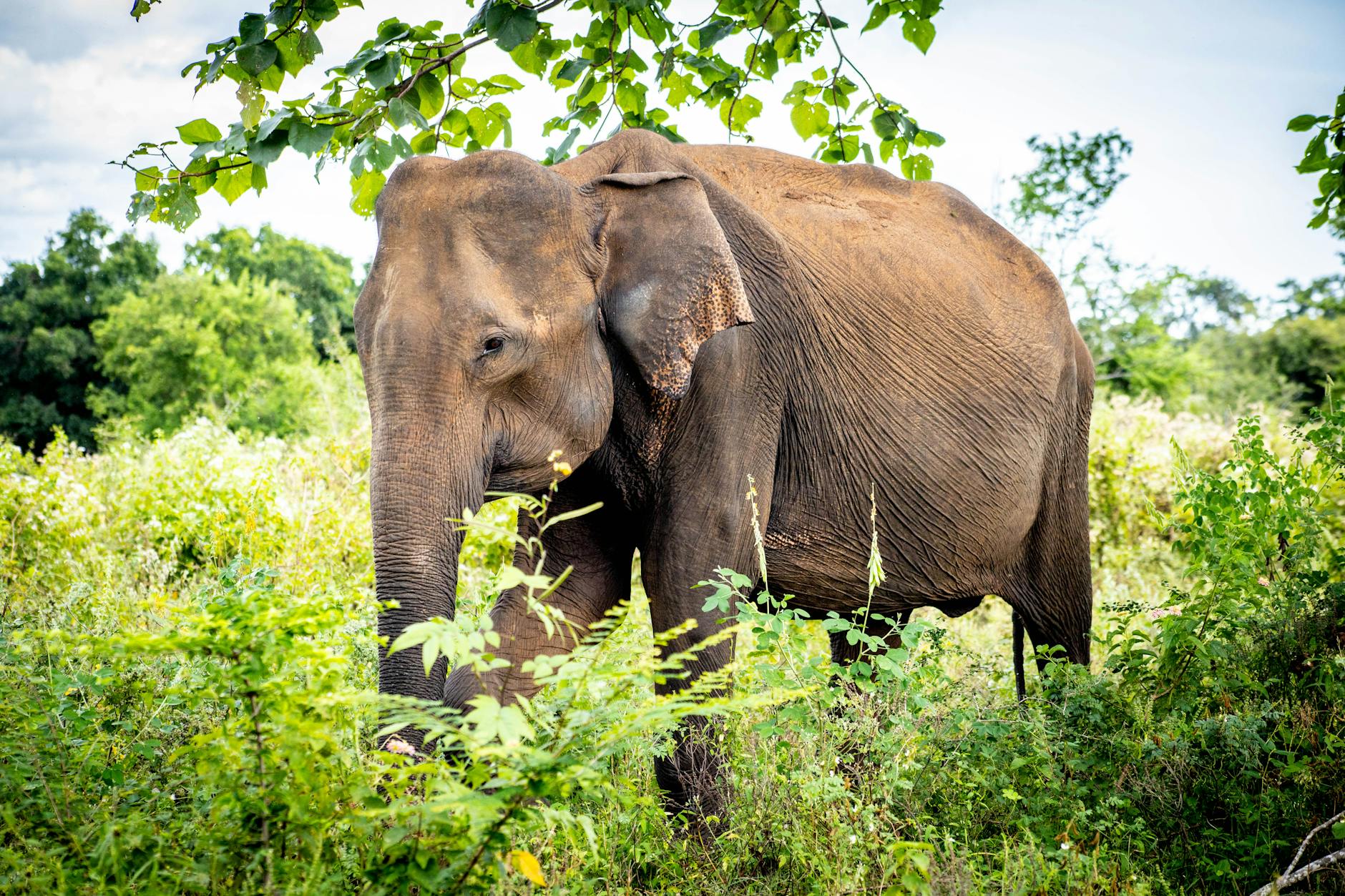 The Minneriya Gathering Of Elephants