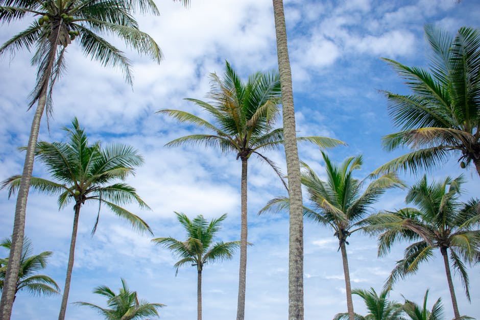 Lush palm trees reaching towards a cloudy sky in Mirissa, Sri Lanka.