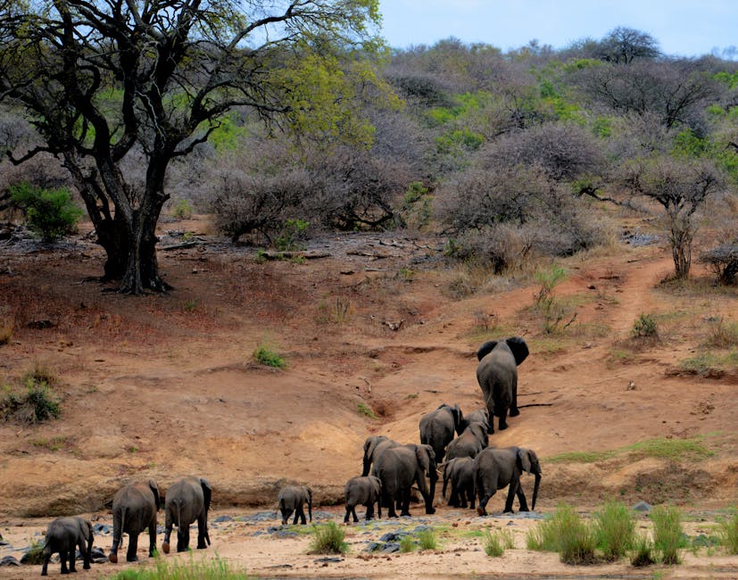 A herd of elephants at Yala National Park, Sri Lanka.