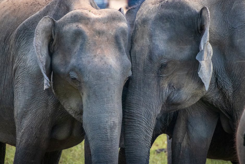 A touching close-up of two elephants affectionately embracing in the wild, showcasing their bond.