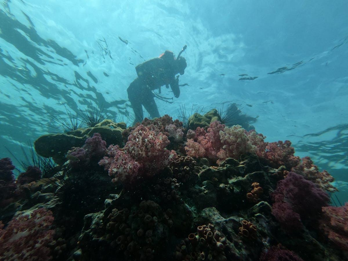 Discover The Best Trincomalee Scuba Diving & Snorkeling