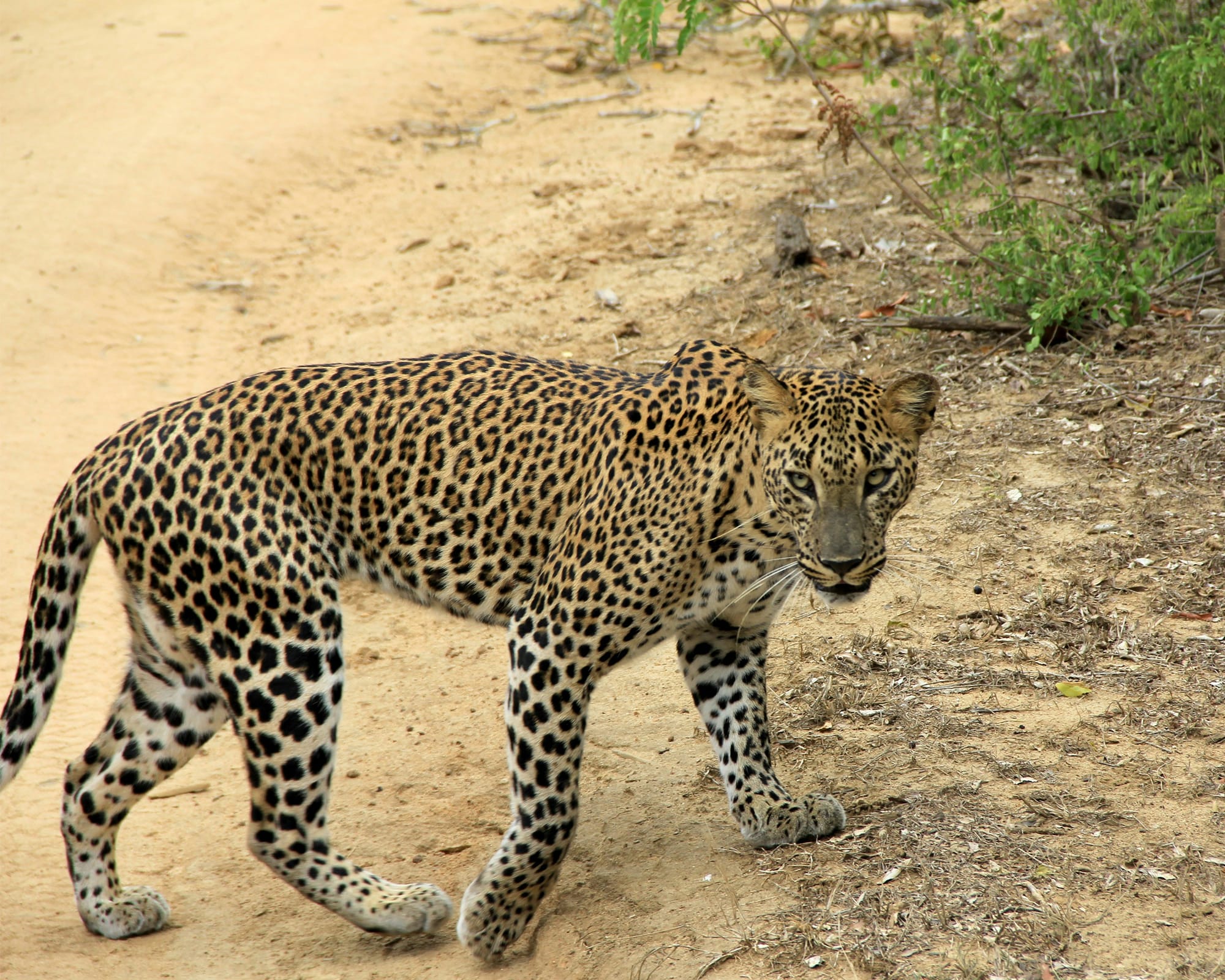 Uncovering the Secrets of Sri Lanka's Wildlife: When to Go