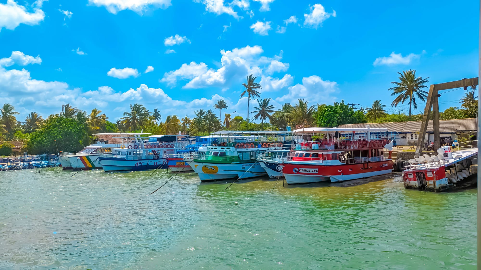 Whale Watching in Mirissa: A Seasonal Guide