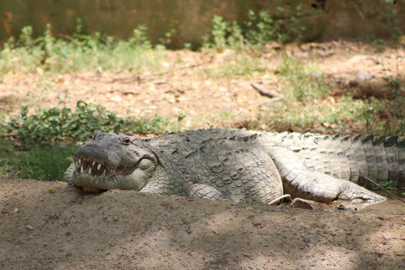 A mugger crocodile resting by the water in Sri Lanka