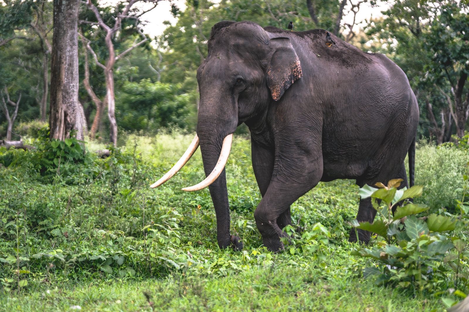 The Gathering At Minneriya - Sri Lanka Travel
